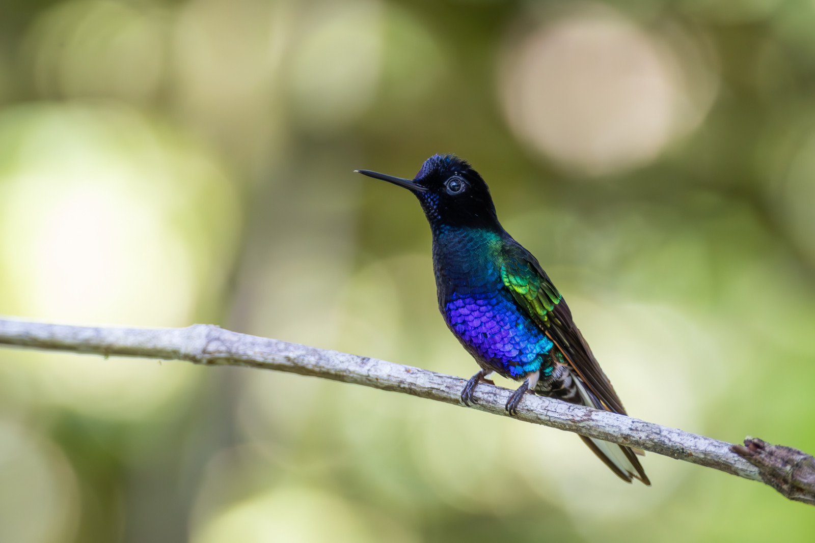 image Velvet-purple Coronet